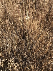 Chlorogalum angustifolium