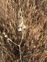 Chlorogalum angustifolium