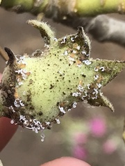 Bactericera lavaterae
