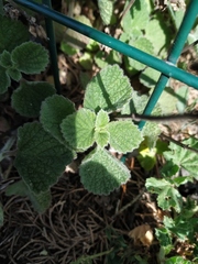 Marrubieae