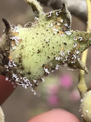 Bactericera lavaterae