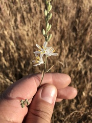 Chlorogalum angustifolium