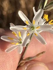 Chlorogalum angustifolium