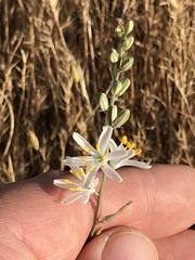 Chlorogalum angustifolium