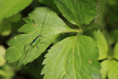 Conocephalus gigantius