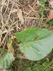 Magnoliopsida