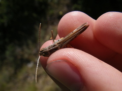 Stenobothrus fischeri