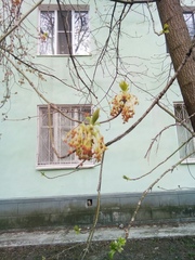 Acer negundo