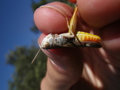Stenobothrus fischeri