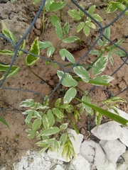 Aegopodium podagraria