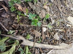 Trifolium repens