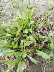 Solidago gigantea