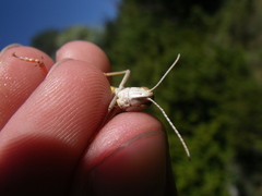 Stenobothrus fischeri