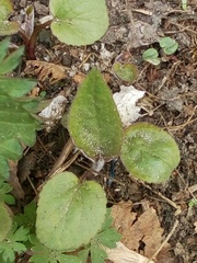 Asteraceae