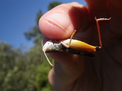 Stenobothrus fischeri