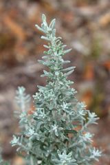 Olearia axillaris