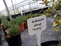 Elaeagnus × ebbingei