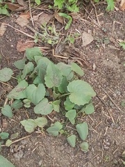 Magnoliopsida