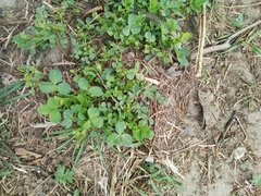 Trifolium repens