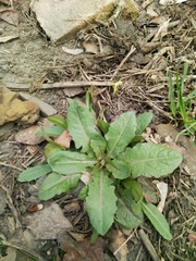 Asteraceae