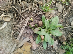 Asteraceae