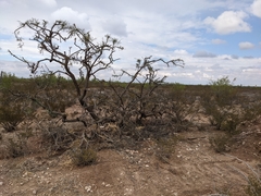 Koeberlinia spinosa