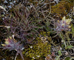 Castilleja hyperborea