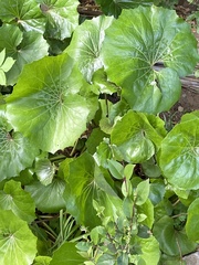 Farfugium japonicum