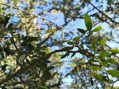 Zanthoxylum davyi