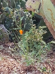 Eschscholzia californica