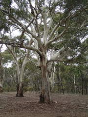 Eucalyptus leucoxylon connata