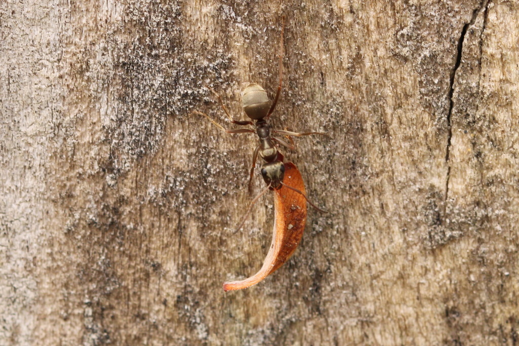 Formica fuscocinerea