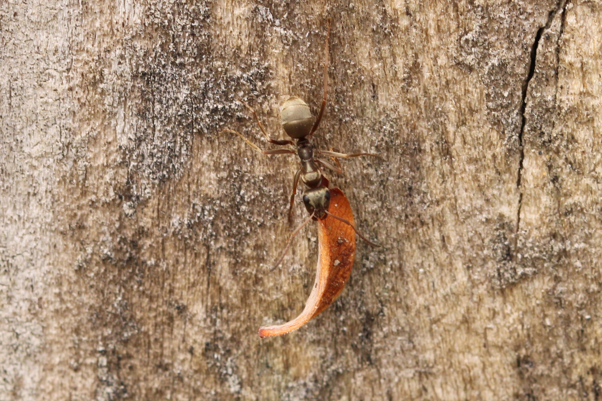 Formica fuscocinerea