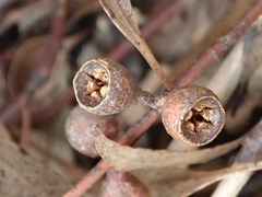 Eucalyptus leucoxylon connata