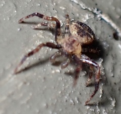 Pycnaxis