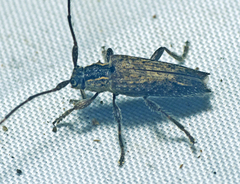 Didymocentrotus denticollis