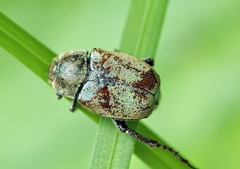 Hoplia argentea