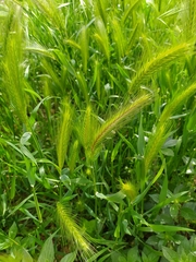 Hordeum spontaneum