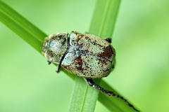 Hoplia argentea