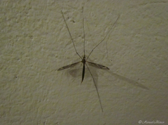 Tipula schizomera