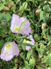 Oenothera speciosa