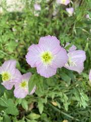 Oenothera speciosa