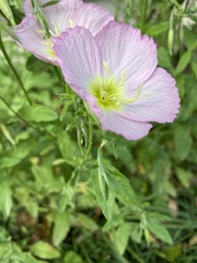 Oenothera speciosa