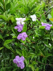 Brunfelsia australis