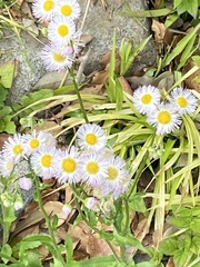 Erigeron philadelphicus