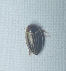 Agabus disintegratus