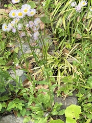 Erigeron philadelphicus
