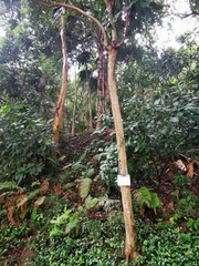 Condamineeae