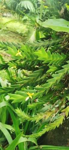 Cylindrolobus aporoides observed 2021-04-30