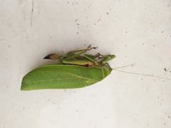 Pseudophyllus neriifolius